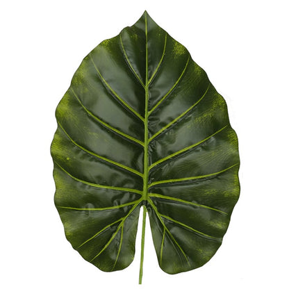 Alocasia Odora Elegant Foliage Plant for Interiors