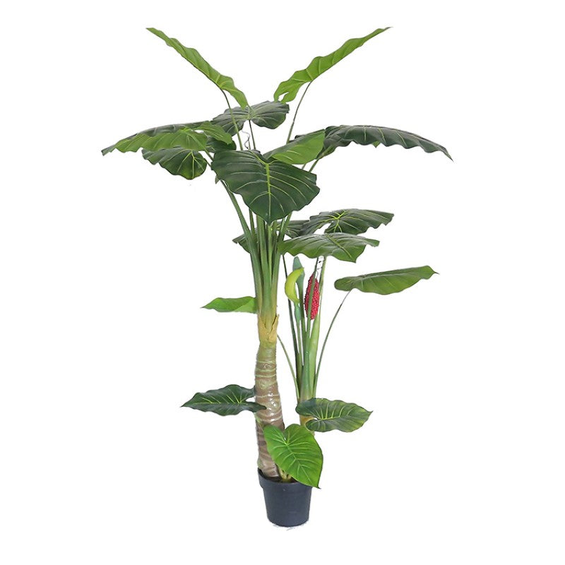 Alocasia Potted Plant