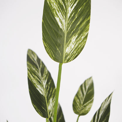 Alpinia Faux Zerumbet Bonsai Plant