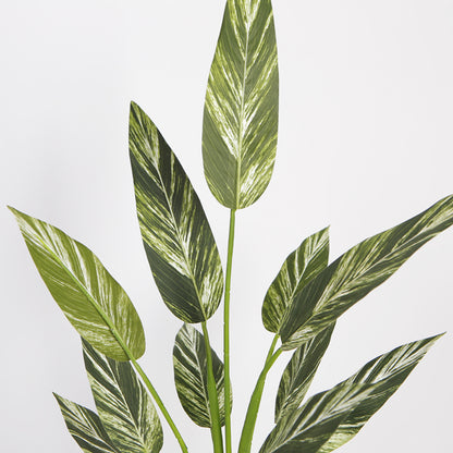 Alpinia Faux Zerumbet Bonsai Plant