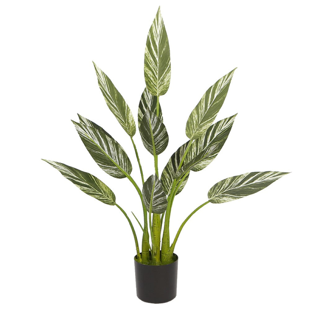 Alpinia Plant For Modern Decor