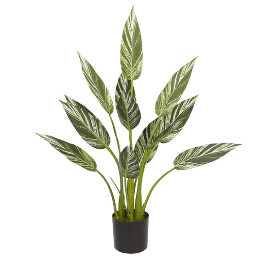 Alpinia Plant For Modern Decor