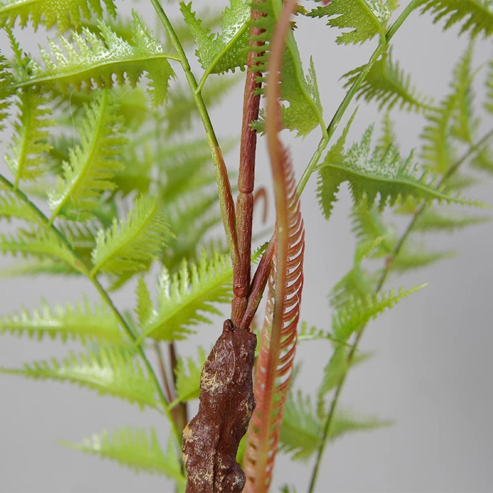 Alsophila Fern Bonsai