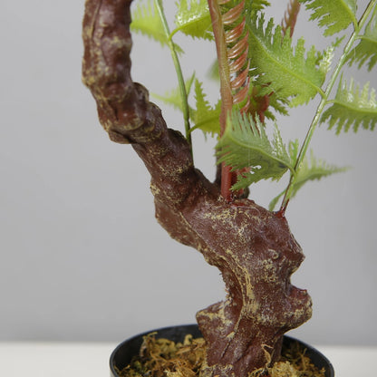 Alsophila Fern Bonsai