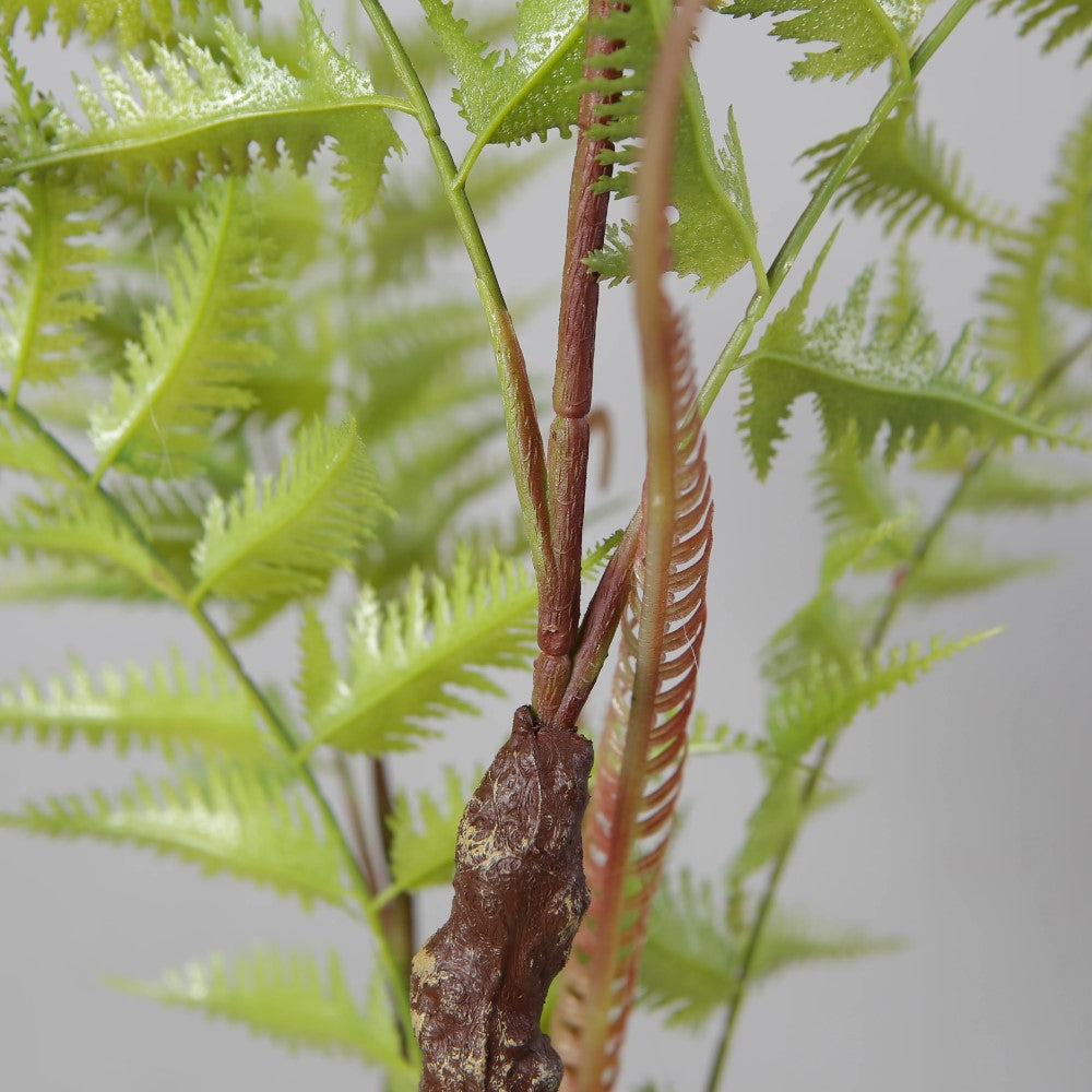 Alsophila Fern Bonsai