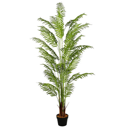 Alsophila Spinulosa Fern Plant