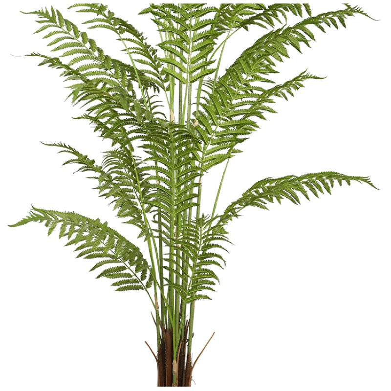 Alsophila Spinulosa Fern Plant