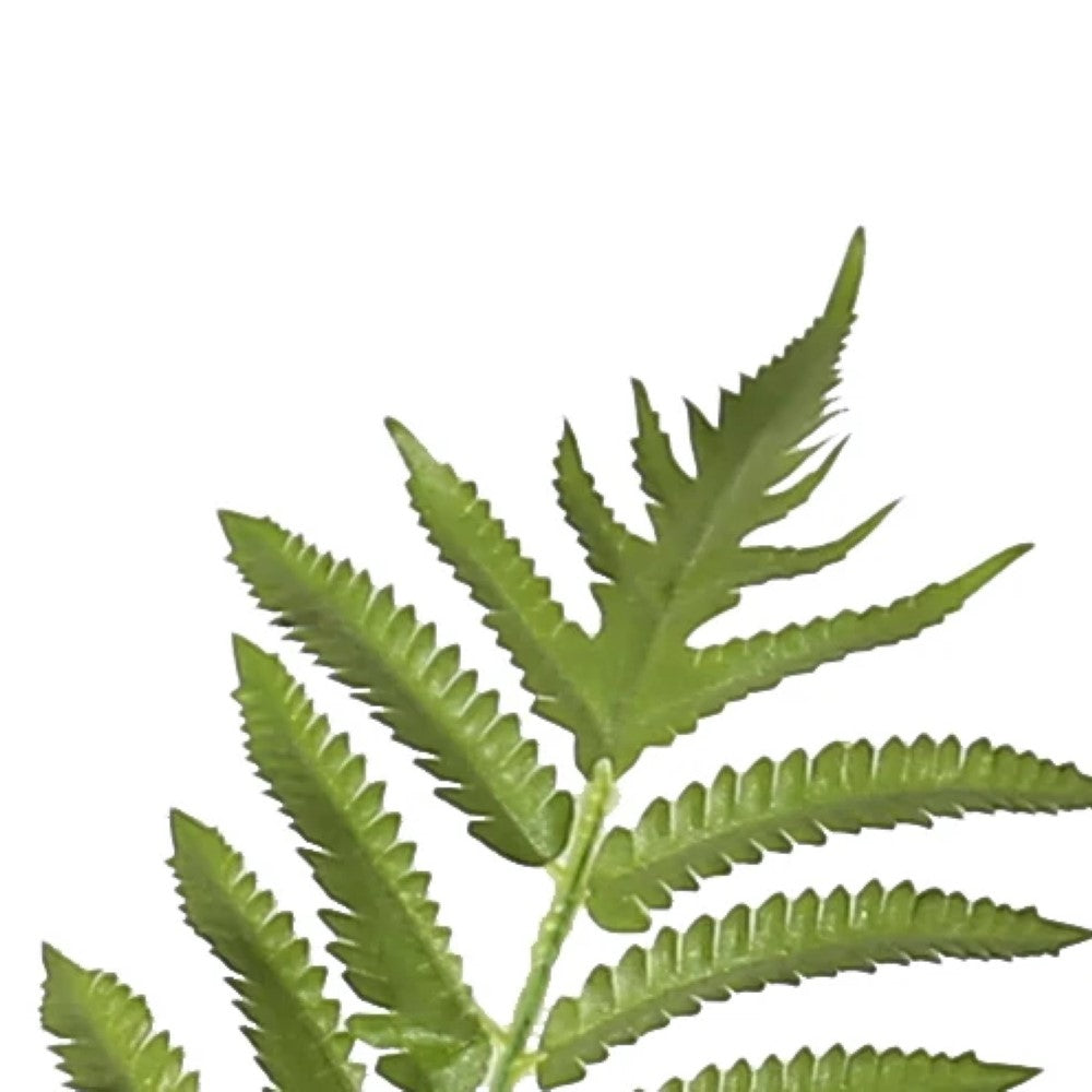 Alsophila Spinulosa Fern Plant