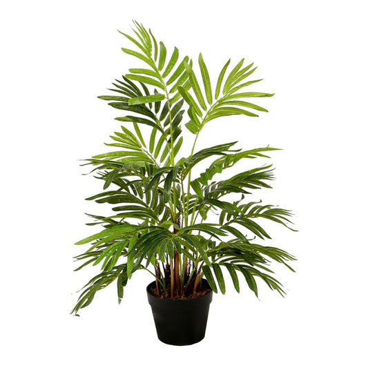 Areca Like Plant In Pot