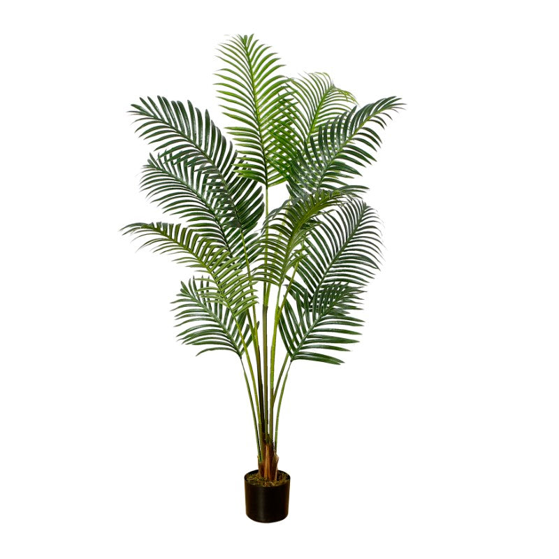 Areca Tree For Home Accentuation