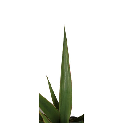 Artificial Agave Tree