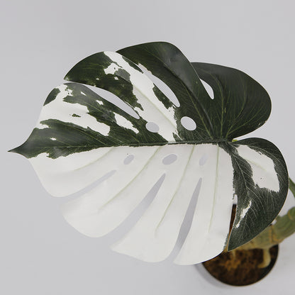 Melody Monstera Plant