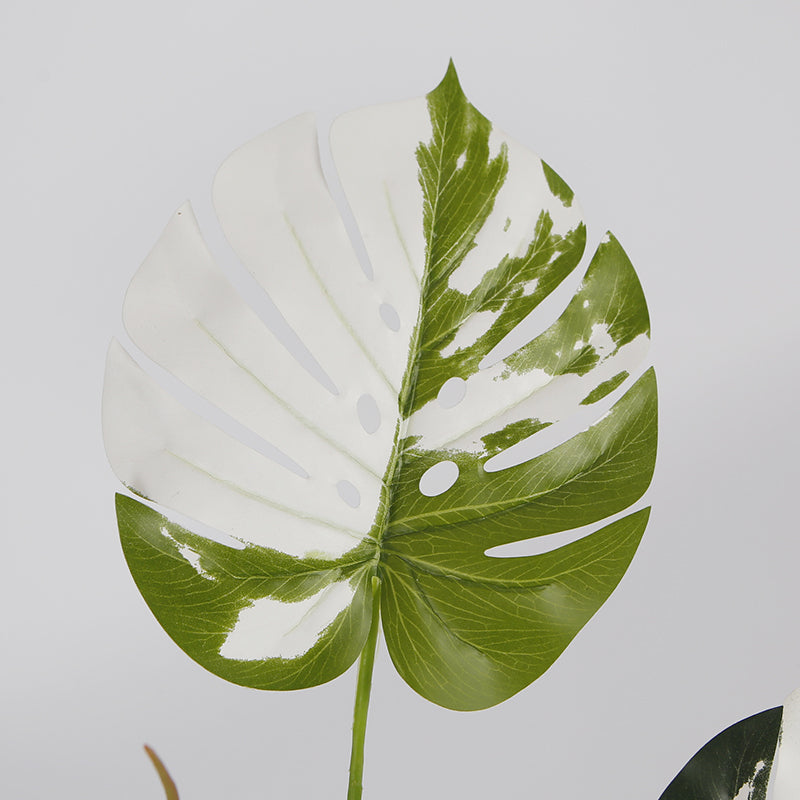 Melody Monstera Plant
