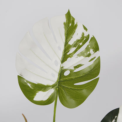 Melody Monstera Plant
