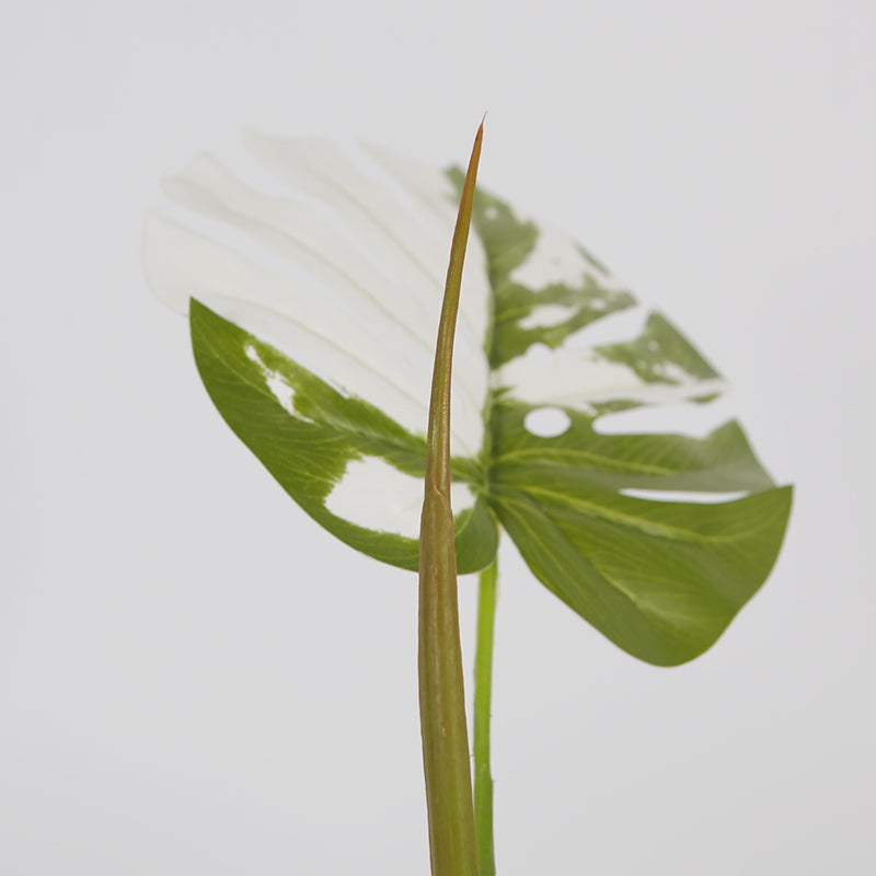 Melody Monstera Plant