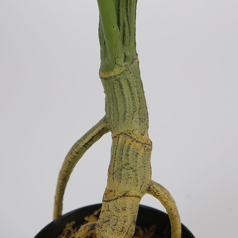 Melody Monstera Plant