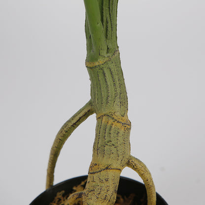 Melody Monstera Plant