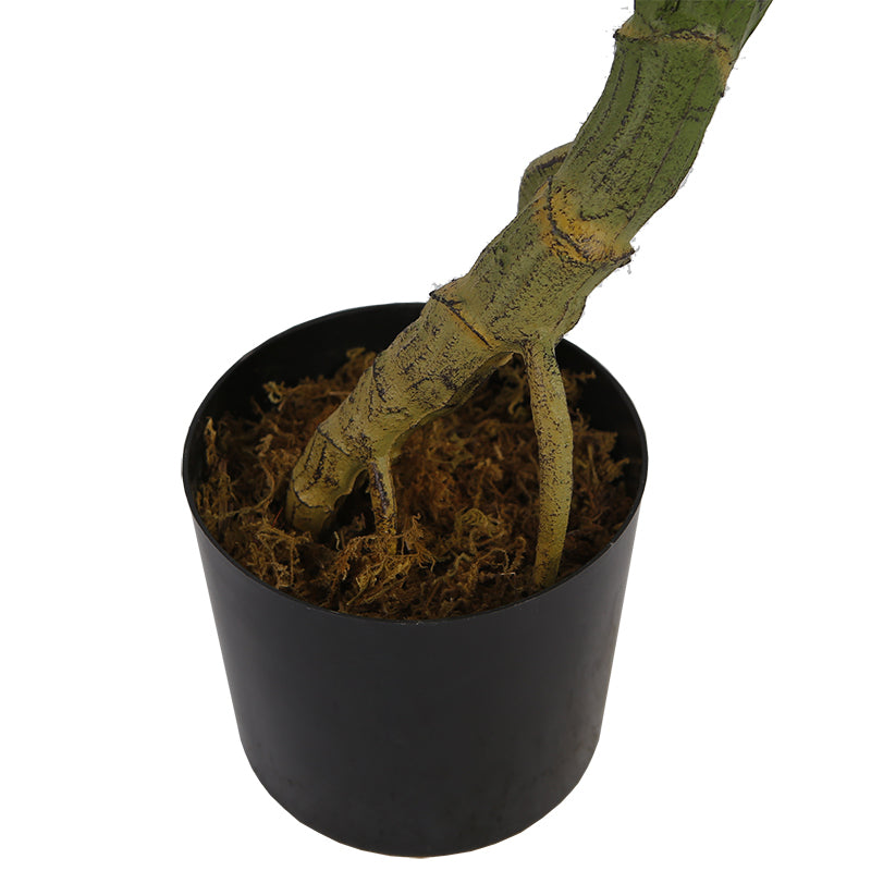 Melody Monstera Plant