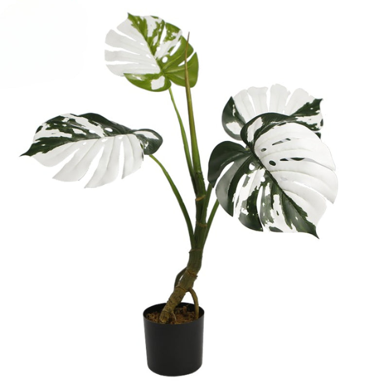 Melody Monstera Plant