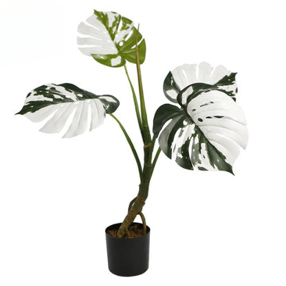 Melody Monstera Plant