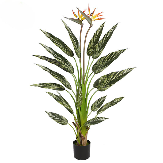 Alpinia Zerumbet Bonsai With Blossom