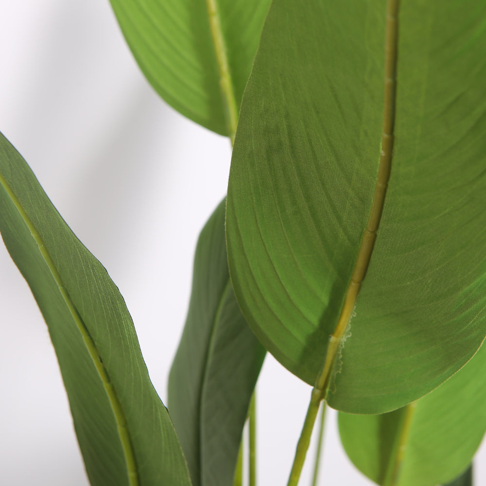 Decorative Bird Of Paradise Plant