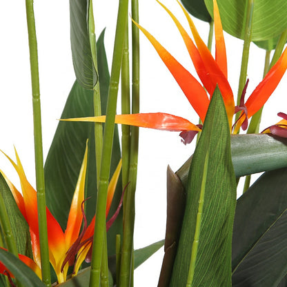 Decorative Bird Of Paradise Plant