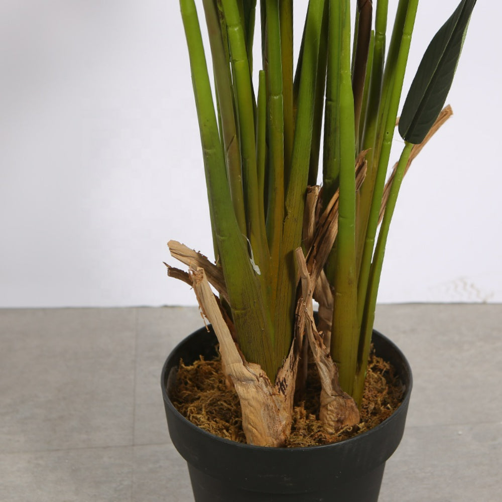 Decorative Bird Of Paradise Plant