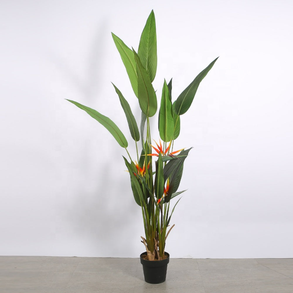 Decorative Bird Of Paradise Plant