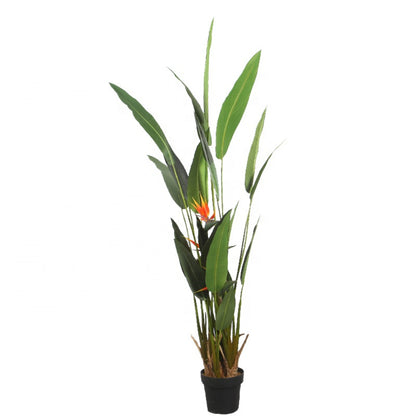 Decorative Bird Of Paradise Plant