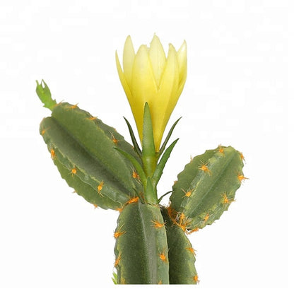 Artificial Cactus Decorative Plant