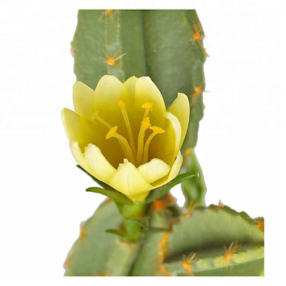 Artificial Cactus Decorative Plant