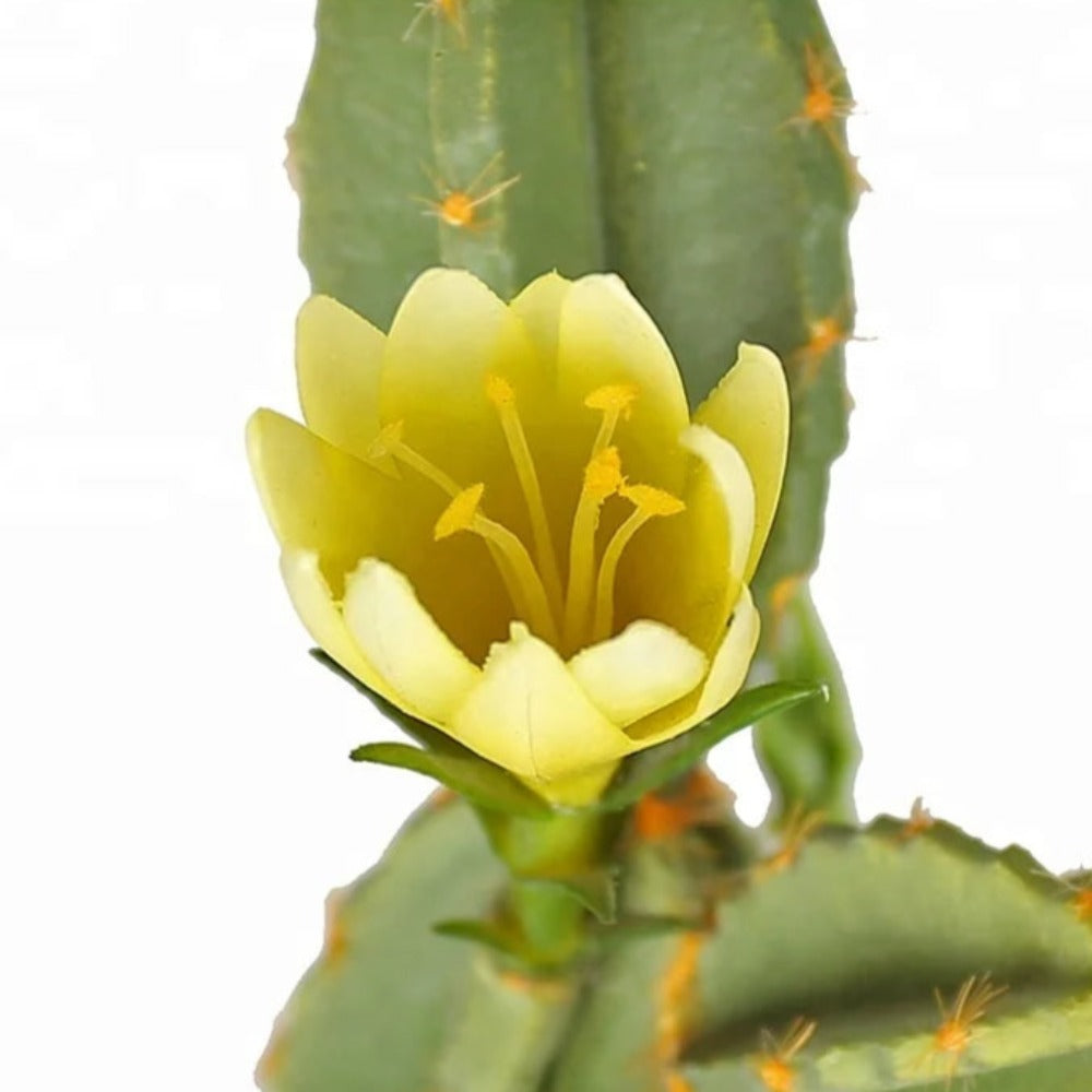 Artificial Cactus Flowers For Decor