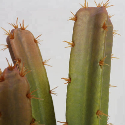 Artificial Cactus In Rustic Cotta Pot