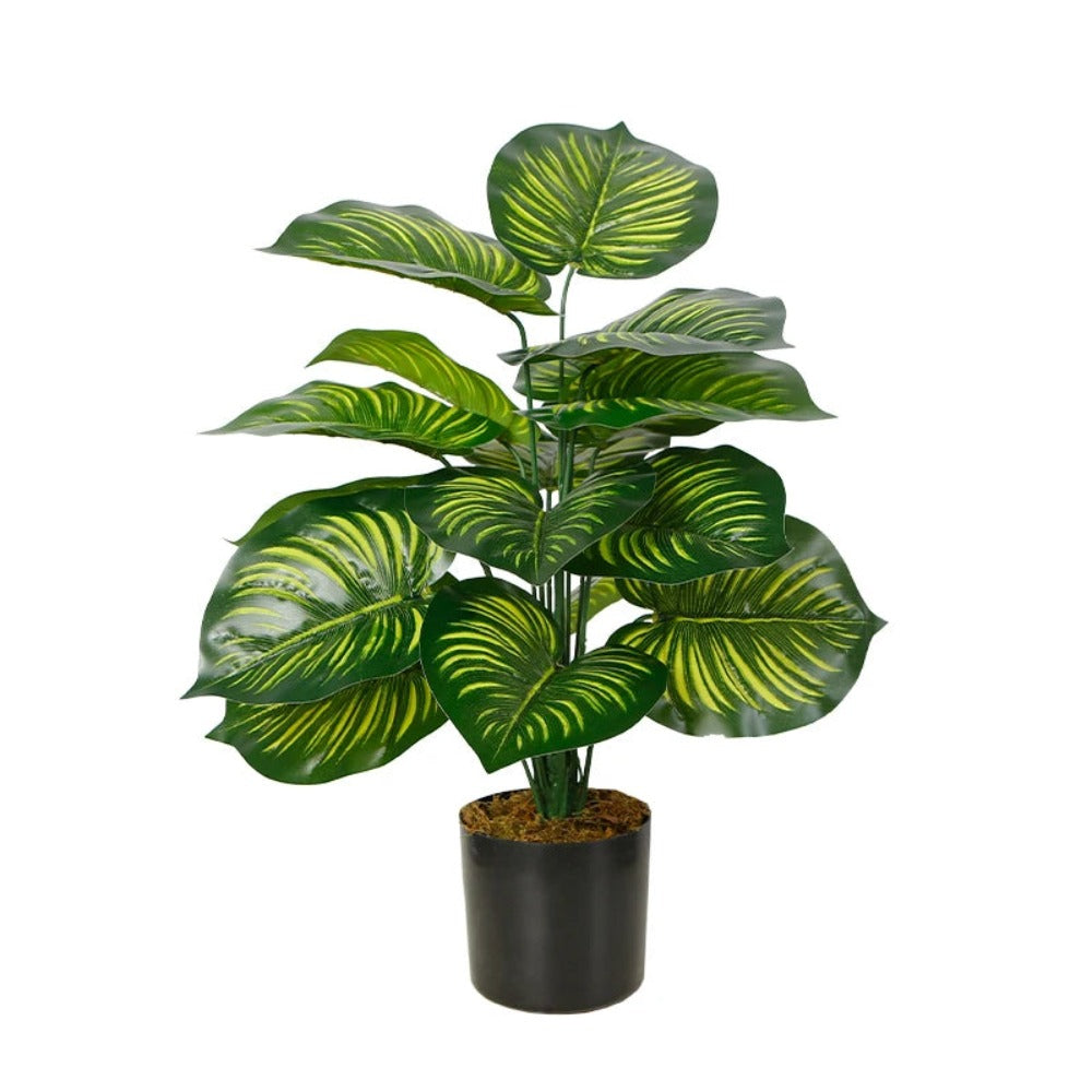 Artificial Calathea Decorative Plant