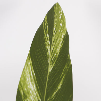 Artificial Dieffenbachia Plant for Home