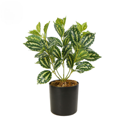 Artificial Dieffenbachia Plant for Indoor