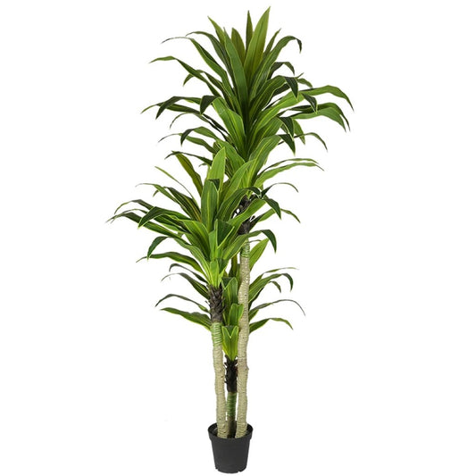 Artificial Dracaena Corn Plant