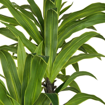 Artificial Dracaena Corn Plant