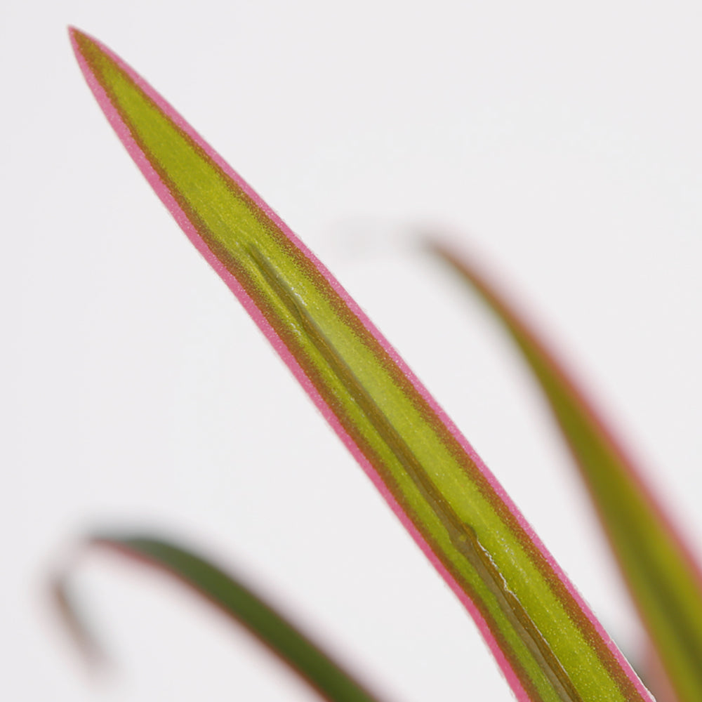 Artificial Dracaena Marginata Plant