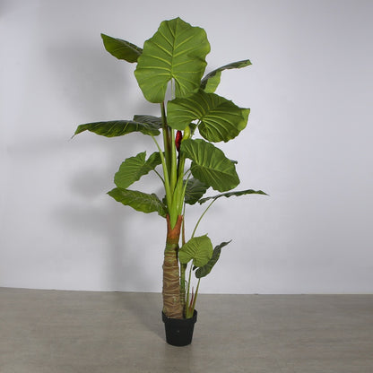 Artificial Dripping Guanyin Taro Plant