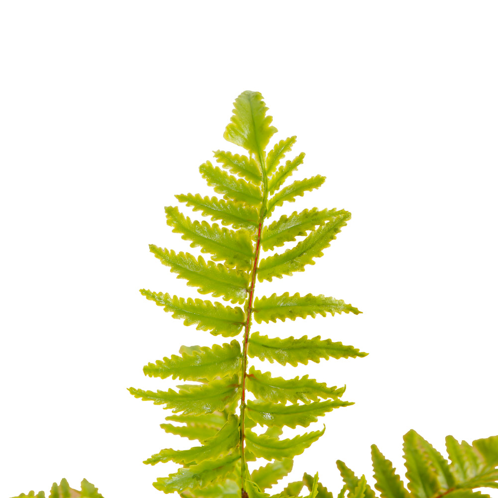 Artificial Fern Plant for Indoor