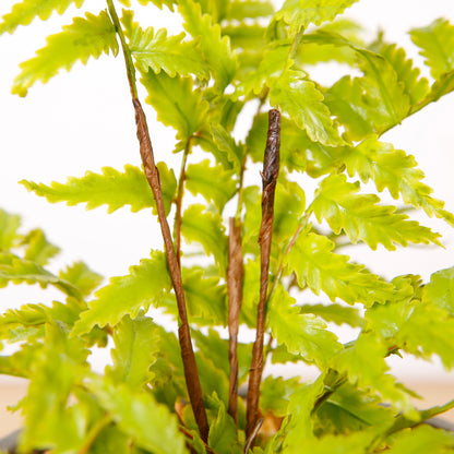 Artificial Fern Plant for Indoor