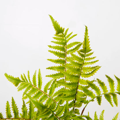 Artificial Fern Plant With Pot