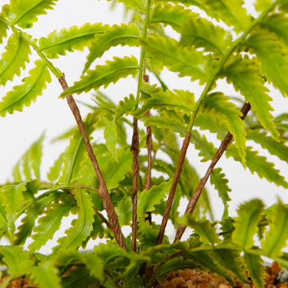 Artificial Fern Tree in Marble Pot