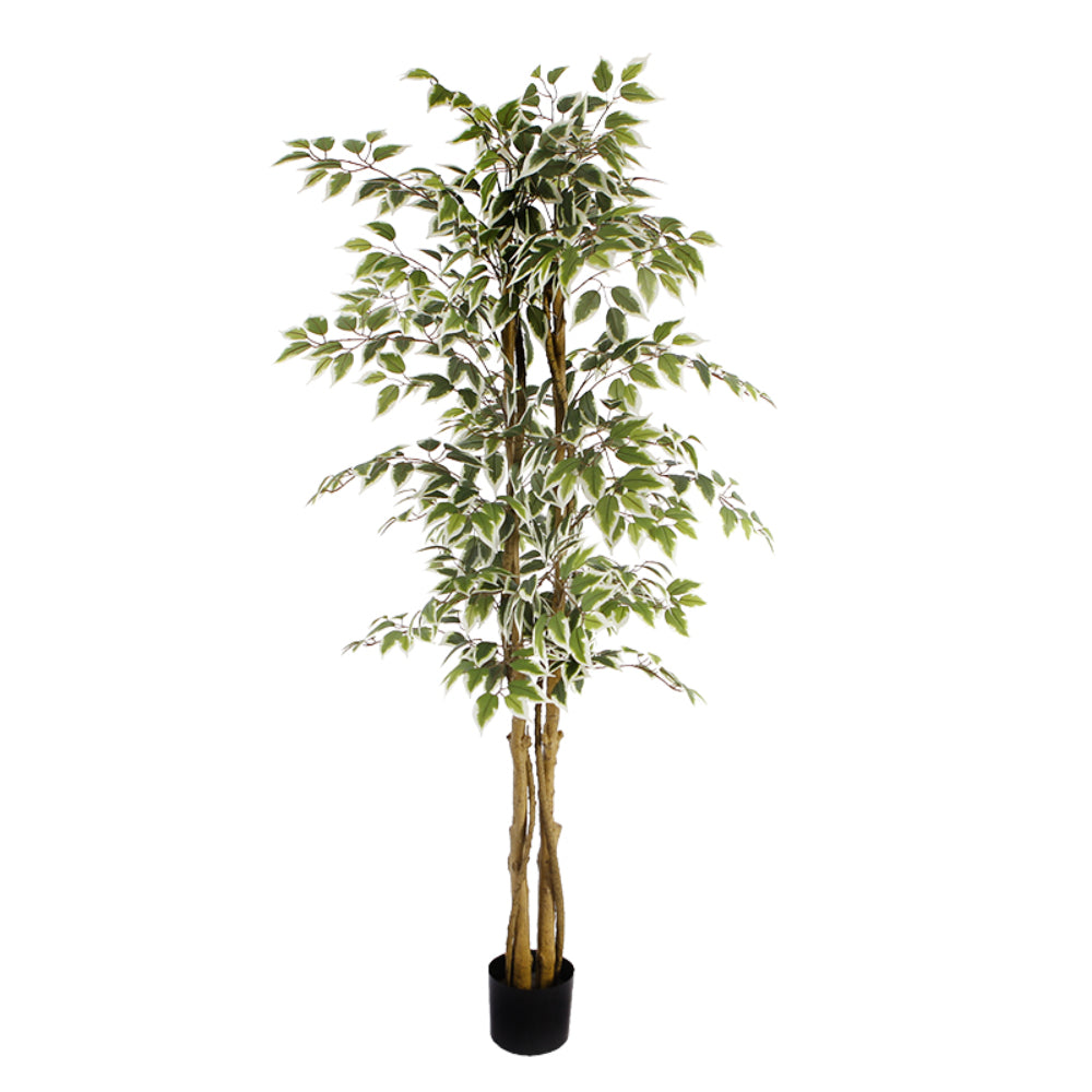 Variegated Ficus Tree in Pot