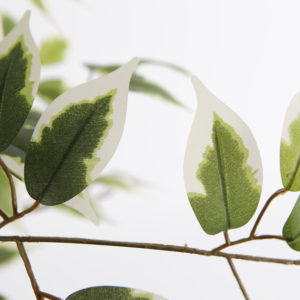 Variegated Ficus Tree in Pot