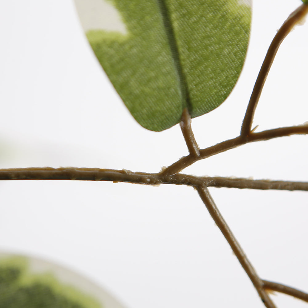 Variegated Ficus Tree in Pot