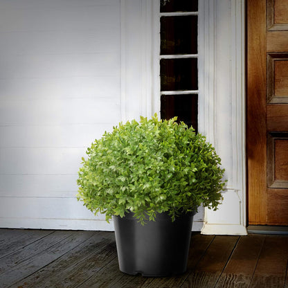 Artificial Globe Japanese Holly Bush