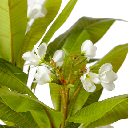 Artificial Plumeria Tree In Pot